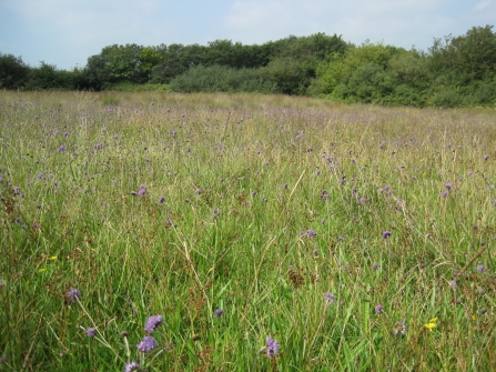 Culm grassland at Volehouse
