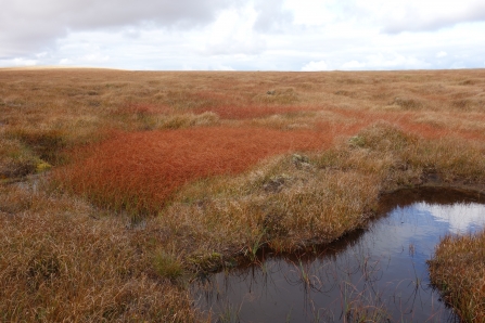 Restored blanket bog