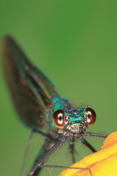 Beautiful demoiselle in the Dart Valley