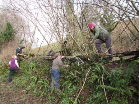 Hedgelaying at Donkey Sanctuary with Devon Greater Horseshoe Bat Project