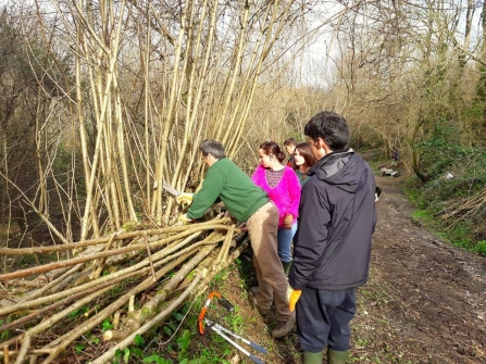 Hedgelaying with Active Neighbourhoods