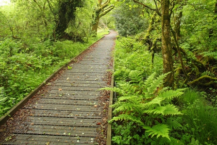 Path through Dunsdon nature reserve