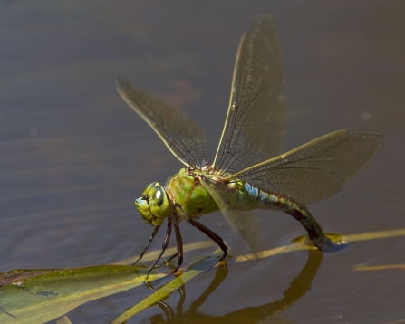 Emperor dragonfly at Bystock Pools nature reserve