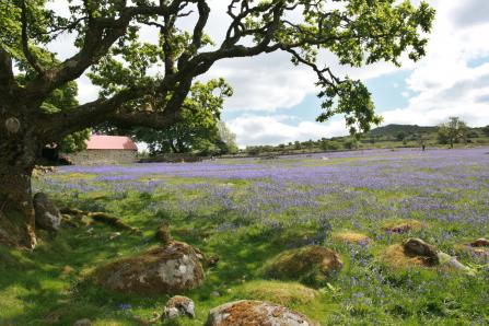 Bluebells growing at Emworthy Mire