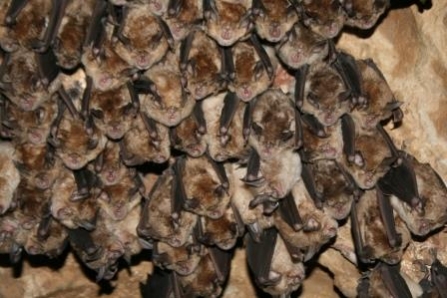 Greater Horseshoe Bats in cave