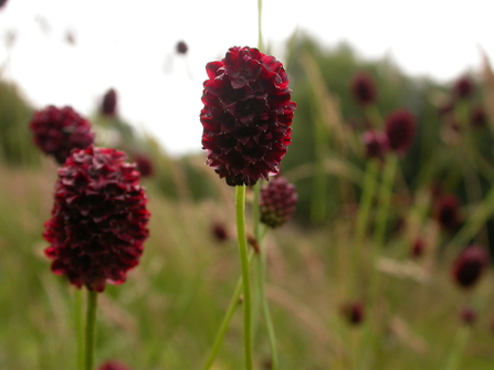 Great Burnet