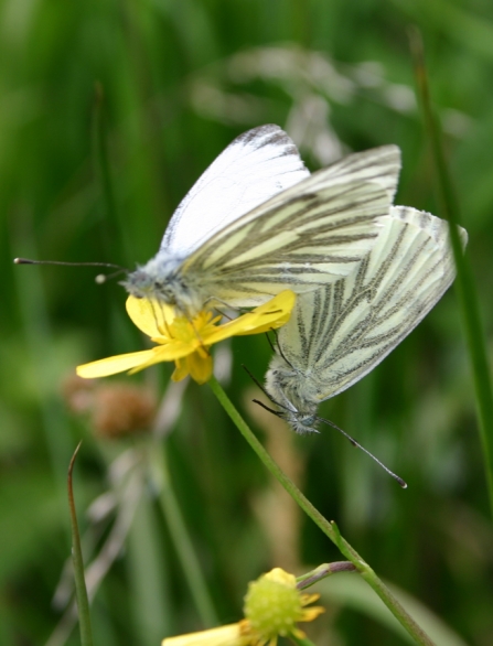 Green-veined white butterfly at Woods Farm