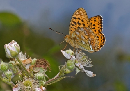 High brown fritillary at Blackadon nature reserve