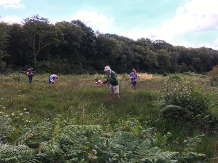 Surveying for heath lobelia at Andrew's Wood nature reserve