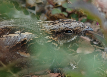 Nightjar camouflaging into the forest floor