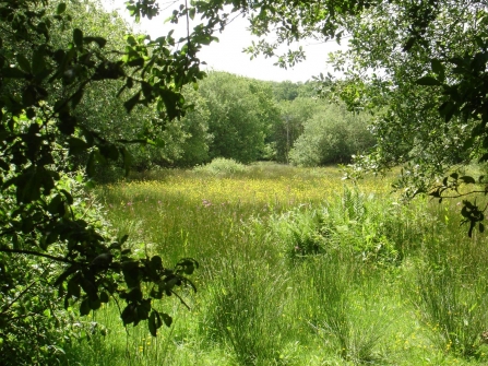 NIA landscape
