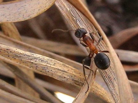 Narrow headed ant at Chudleigh Knighton Heath