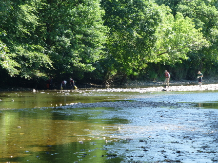 Freshwater pearl mussel river survey