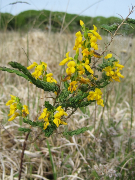 Petty whin orchid at Dunsdon