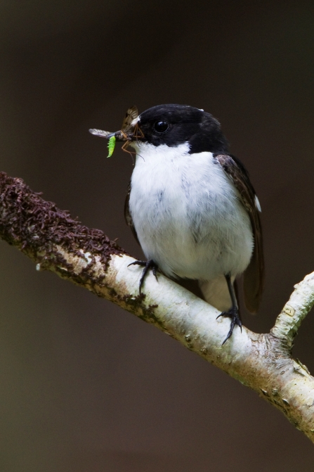Pied flycatcher eating an insect