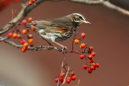 Redwing perched on a branch with berries