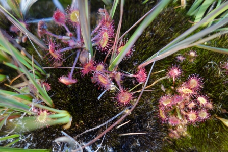 Sundew