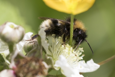 White tailed bumblebee resting on a blackberry flower