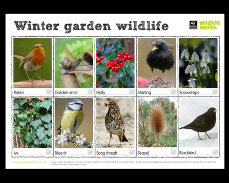 How to spot winter garden wildlife