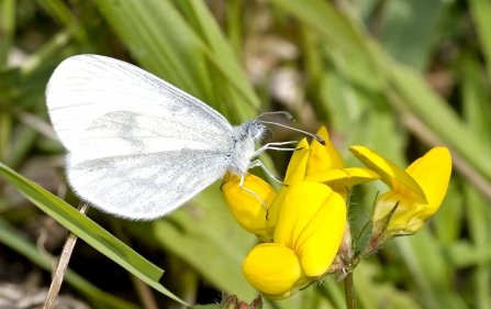 Wood white butterfly settled on a gorse flower