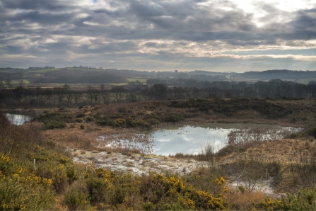 Pools at Meeth Quarry nature reserve
