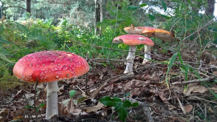 Fly agaric fungi at Bovey Heathfield