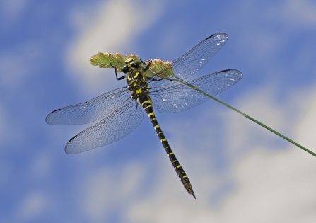 Golden-ringed dragonfly at Bystock Pools