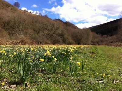 Where to go this season - spring | Devon Wildlife Trust