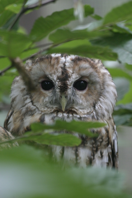 Tawny owl among the leaves