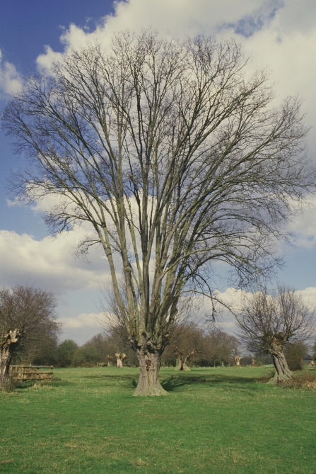 Ash tree