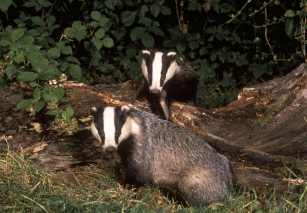 Two badgers sat on a log in a thicket