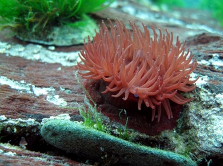Beadlet anemone in South Devon