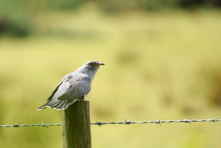 Cuckoo sat on a barbed wire fence