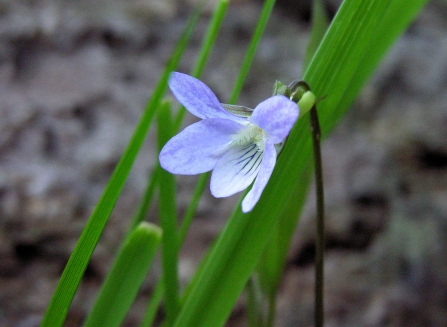 Dog violet at Bovey Heathfield