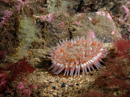 Dahlia anemone