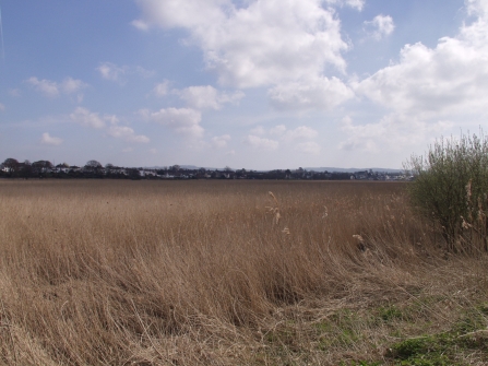 Exe reed beds