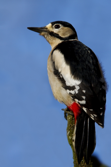 Female great spotted woodpecker sits on top of tree