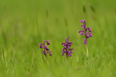 Three green winged orchids in a grassy field