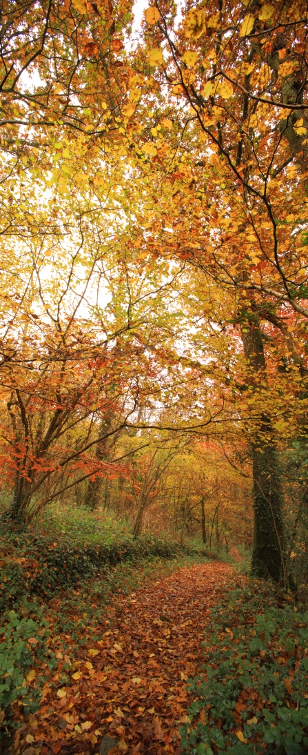 Autumn trees at Halsdon