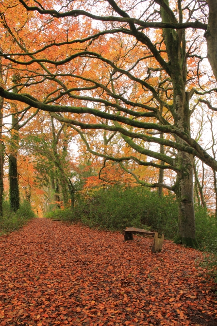 Autumn leaves on the path through Halsdon