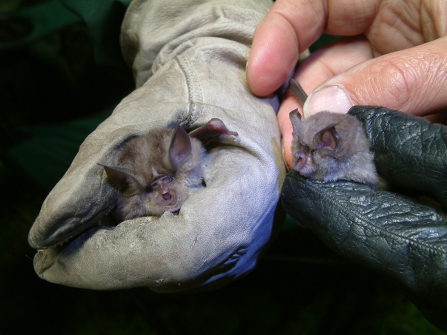 Horseshoe bats at Higher Kiln Quarry 