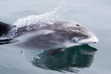 White-beaked dolphin