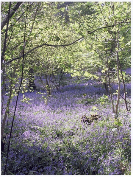 Bluebells at Lady's Wood