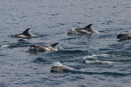 White-beaked dolphin pod