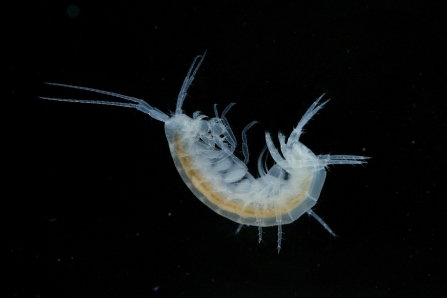 Cave shrimp 