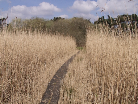 Path through DWT Old Sludge Beds nature reserve