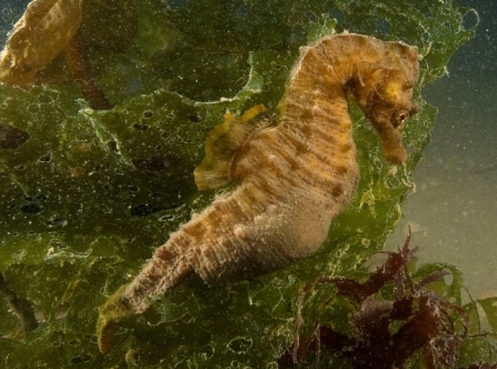 Short-snouted seahorse in the seaweed