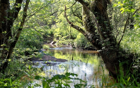 The River Torridge viewed through trees at Volehouse Moor nature reserve