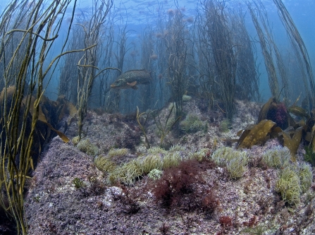 Thongweed, snakelocks and ballan growing in the ocean