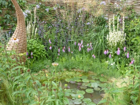 Wildlife pond in Devon